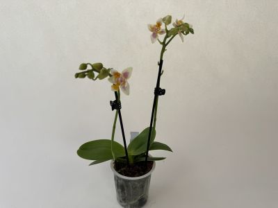 Phalaenopsis Martina 'Triple lip' in durchsichtigem Topf. Zwei Rispen mit cremegelben Blüten, rosa-violetten und orangefarbenen Zeichnungen an der dreifachen Lippe. Viele Knospen noch geschlossen. Grünes Laub.